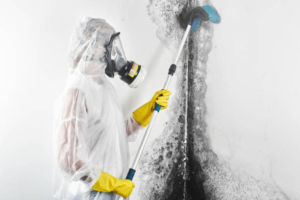 Best Water Damage & Mold Remediation  in Boca Raton, FL