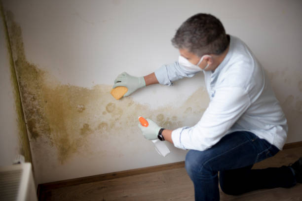 Professional Mold Removal in Boca Raton, FL