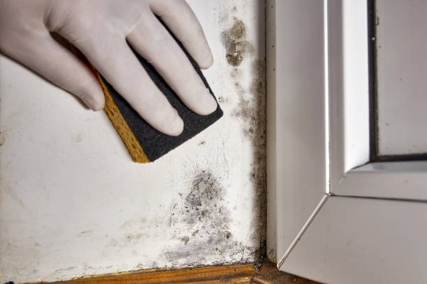 Best Environmental Consulting for Mold Prevention  in Boca Raton, FL