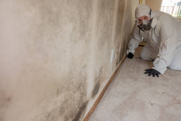  Boca Raton, FL Mold Removal Pros